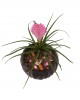 Saksıda Tillandsia Cyanea Aranjmanı